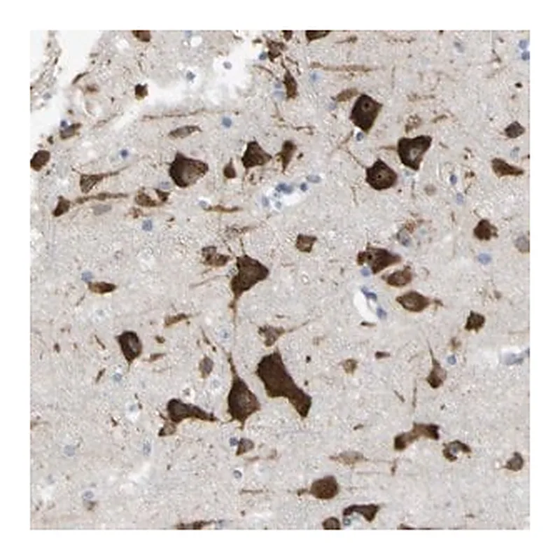 Merck Anti-MYEOV antibody produced in rabbit
