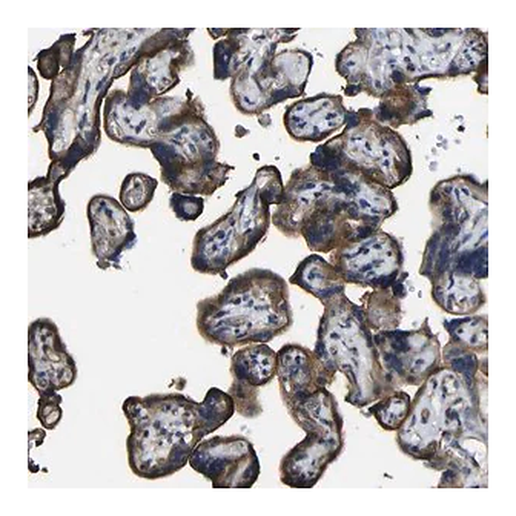 Merck Anti-NAALADL2 antibody produced in rabbit