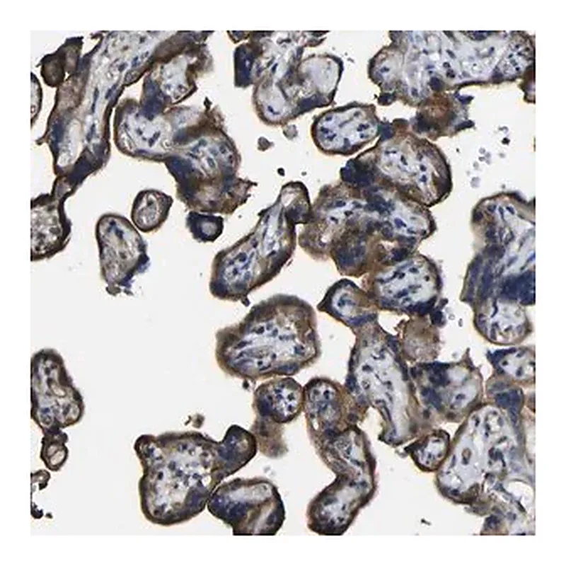 Merck Anti-NAALADL2 antibody produced in rabbit