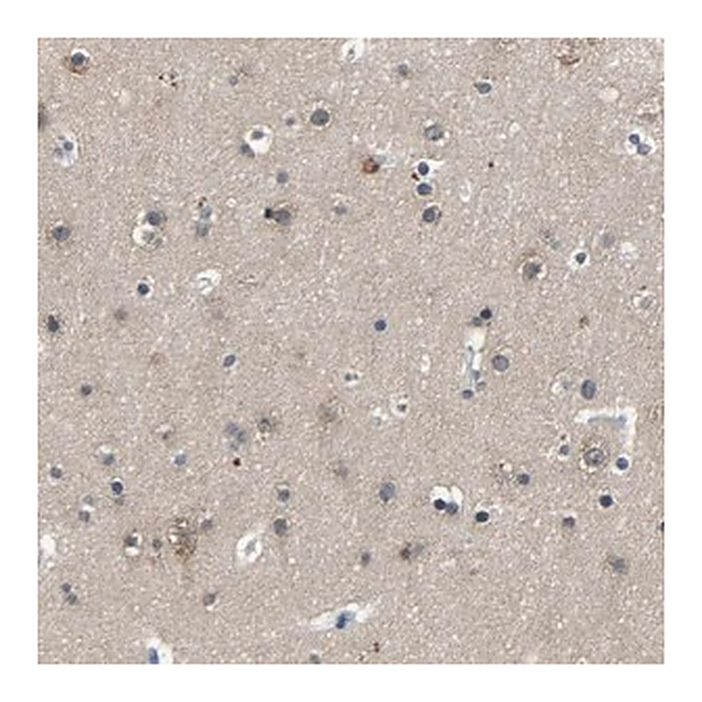 Merck Anti-PCNX2 antibody produced in rabbit