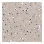Merck Anti-PCNX2 antibody produced in rabbit