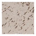 Merck Anti-C19orf18 antibody produced in rabbit