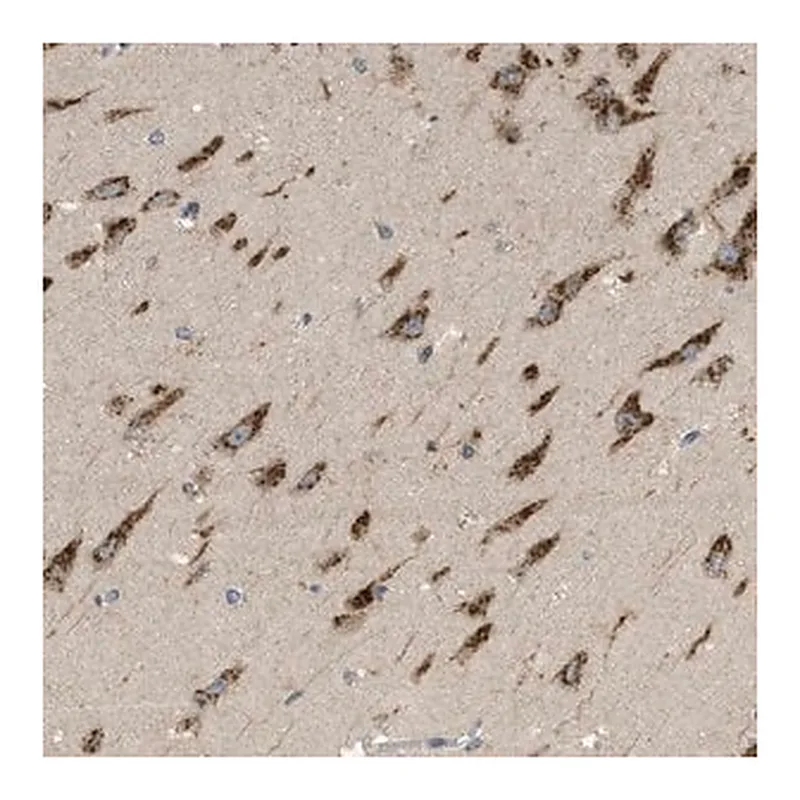 Merck Anti-C19orf18 antibody produced in rabbit