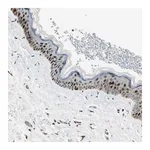 Merck Anti-IP6K2 antibody produced in rabbit
