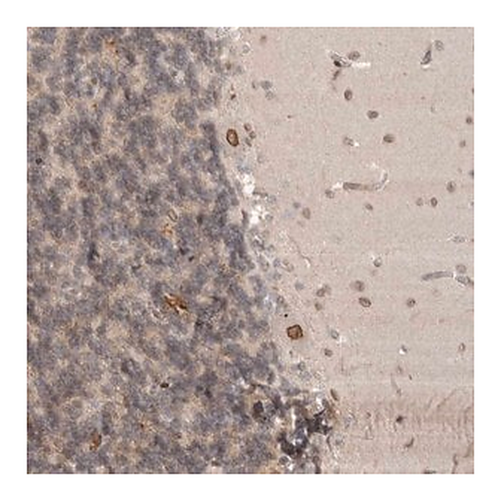 Merck Anti-CDC14B antibody produced in rabbit
