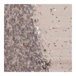 Merck Anti-CDC14B antibody produced in rabbit