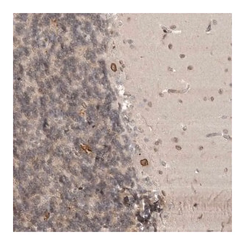 Merck Anti-CDC14B antibody produced in rabbit