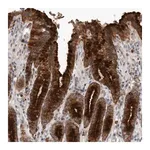 Merck Anti-MLPH antibody produced in rabbit