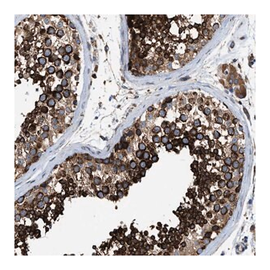 Merck Anti-TBC1D15 antibody produced in rabbit