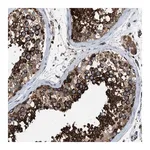 Merck Anti-TBC1D15 antibody produced in rabbit