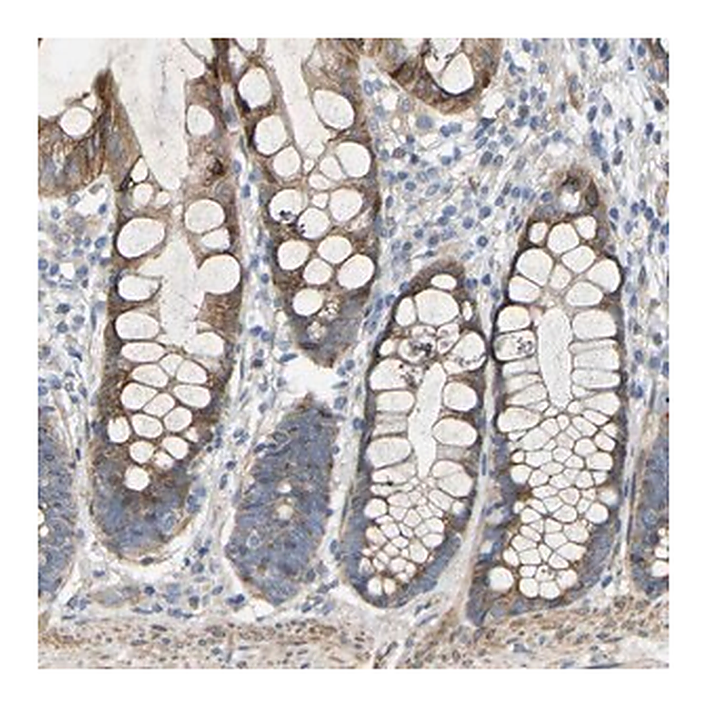 Merck Anti-TOR1B antibody produced in rabbit