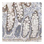 Merck Anti-TOR1B antibody produced in rabbit