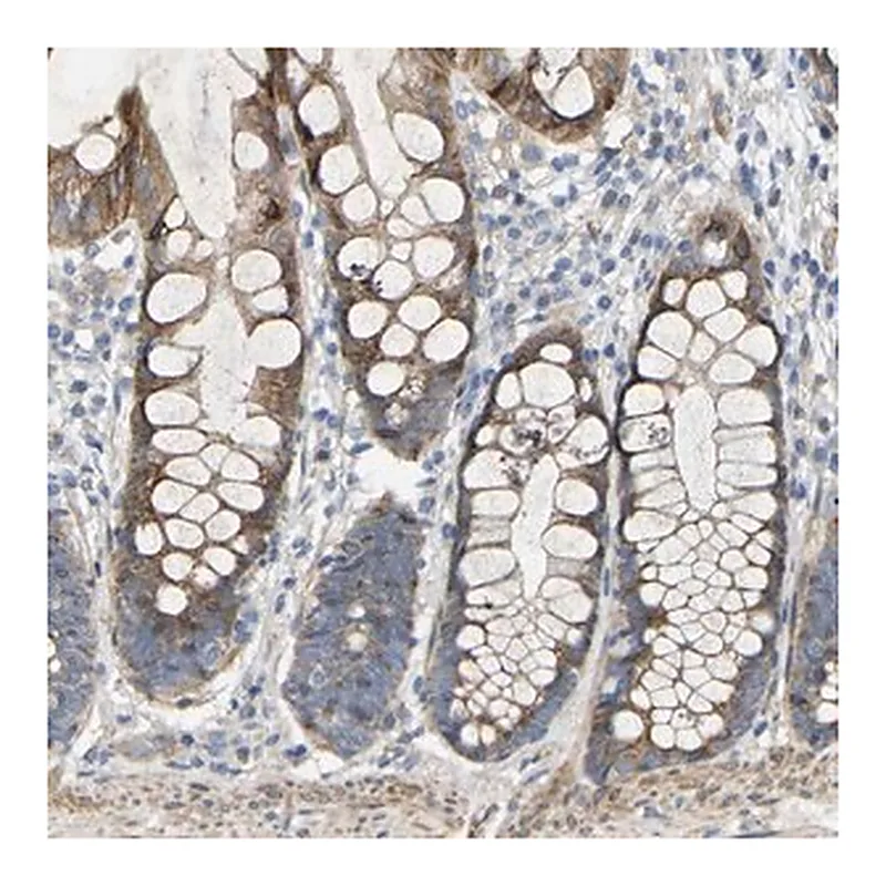 Merck Anti-TOR1B antibody produced in rabbit