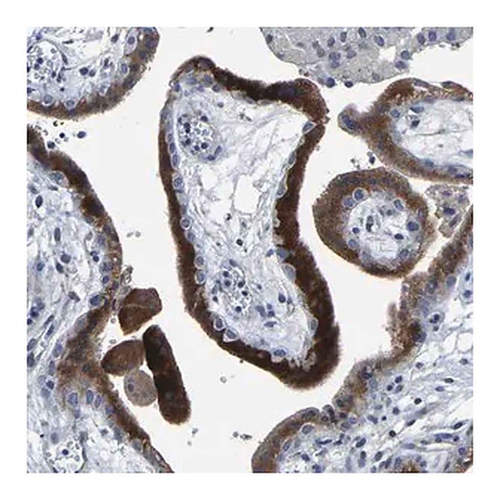 Merck Anti-FGD5 antibody produced in rabbit