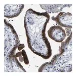 Merck Anti-FGD5 antibody produced in rabbit