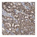 Merck Anti-GHITM antibody produced in rabbit