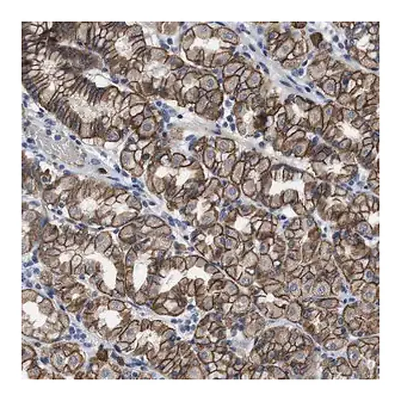 Merck Anti-GHITM antibody produced in rabbit