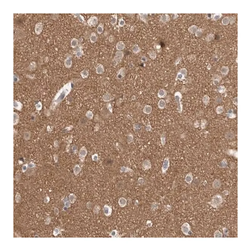 Merck Anti-ADGRL3 antibody produced in rabbit