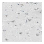 Merck Anti-RRP1 antibody produced in rabbit
