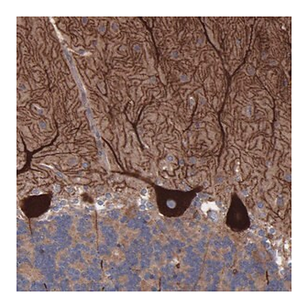 Merck Anti-TMEM268 antibody produced in rabbit