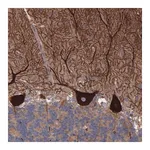 Merck Anti-TMEM268 antibody produced in rabbit