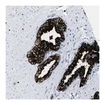 Merck Anti-CMTM1 antibody produced in rabbit
