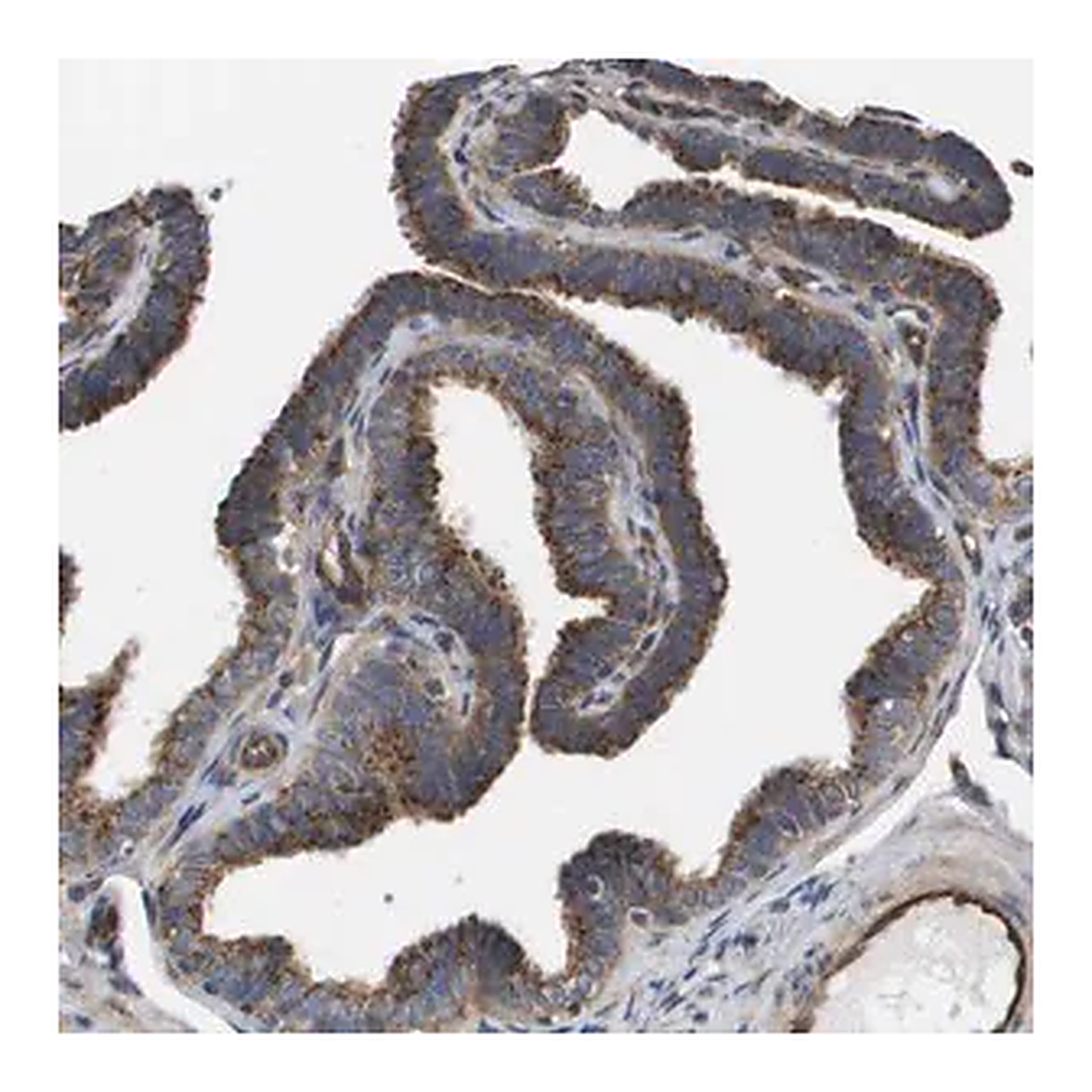 Merck Anti-BST2 antibody produced in rabbit