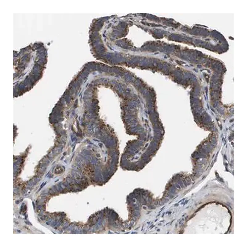 Merck Anti-BST2 antibody produced in rabbit