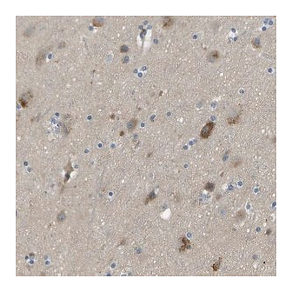 Merck Anti-LIPG antibody produced in rabbit