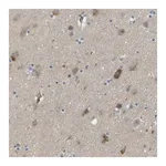Merck Anti-LIPG antibody produced in rabbit