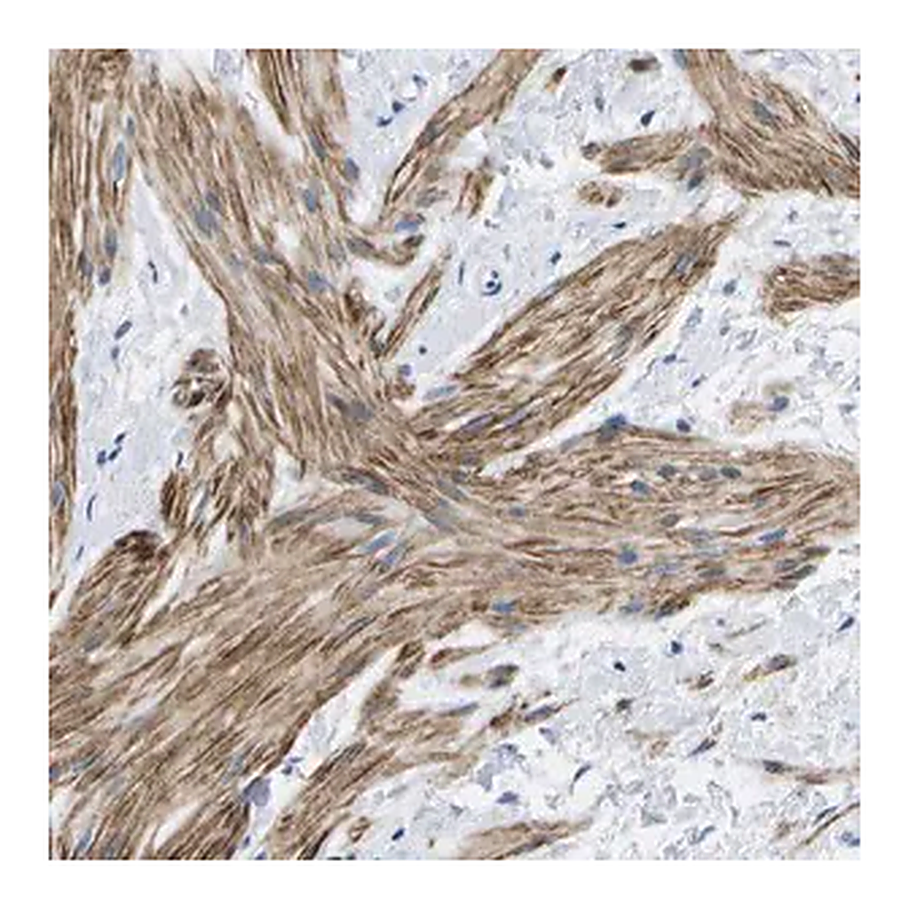 Merck Anti-ADGRG6 antibody produced in rabbit