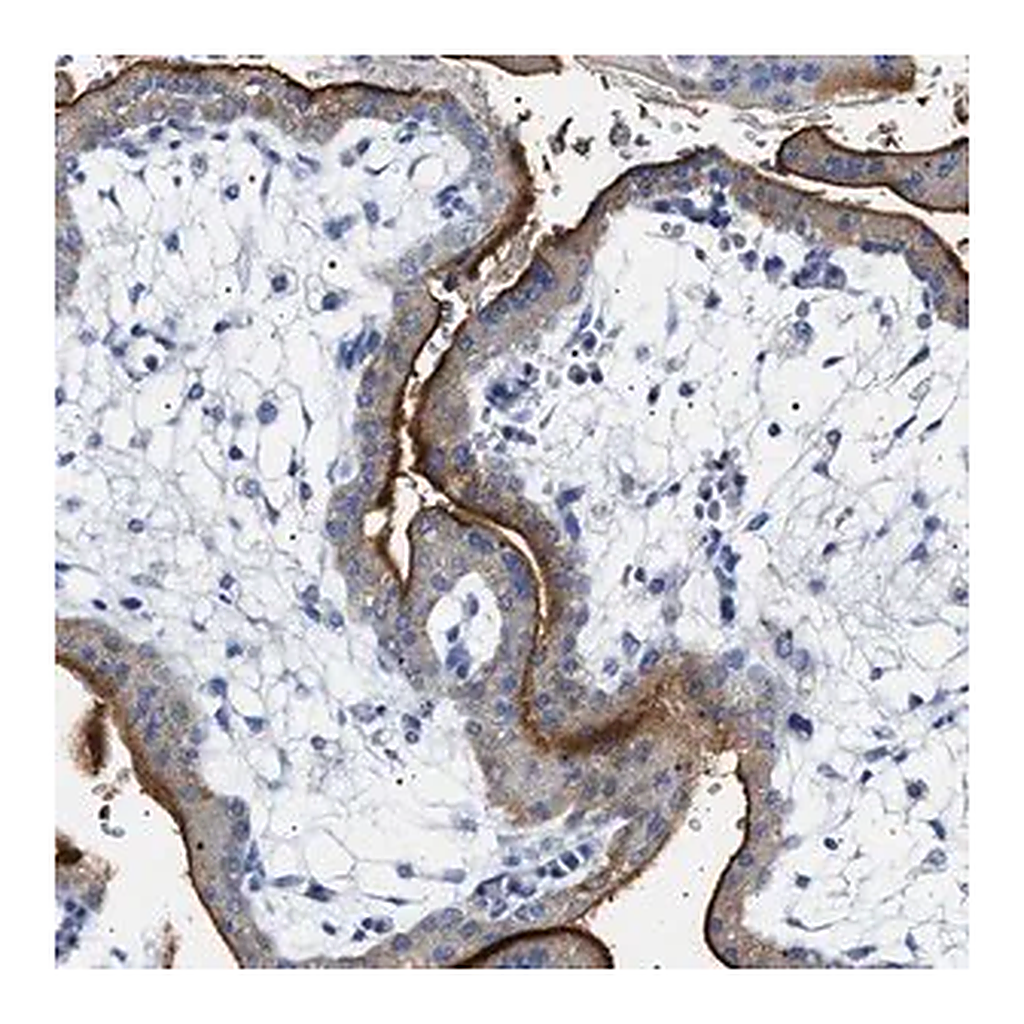 Merck Anti-NAALADL2 antibody produced in rabbit