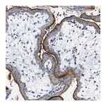 Merck Anti-NAALADL2 antibody produced in rabbit