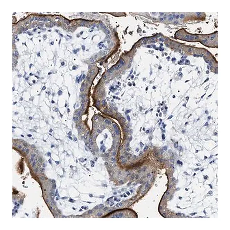 Merck Anti-NAALADL2 antibody produced in rabbit
