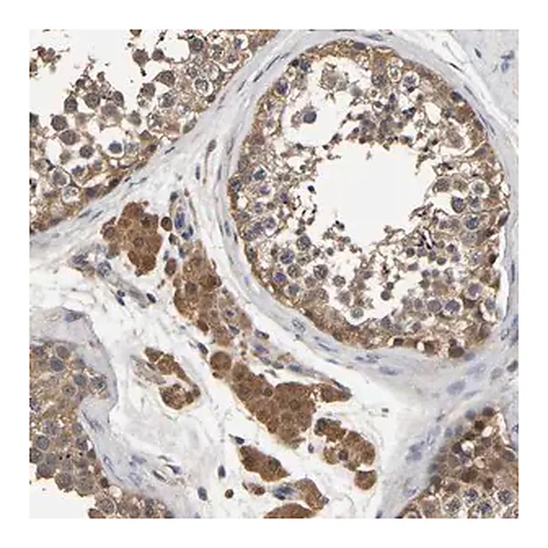 Merck Anti-STK32C antibody produced in rabbit