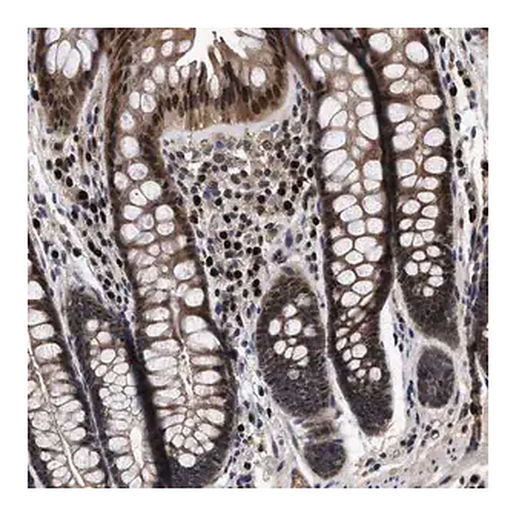 Merck Anti-FAM200A antibody produced in rabbit