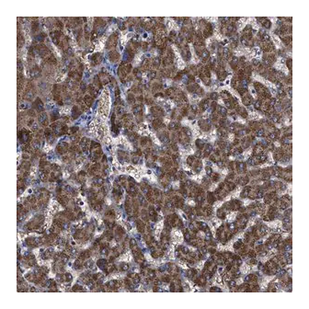 Merck Anti-GPR179 antibody produced in rabbit