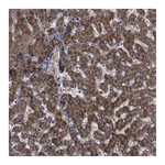 Merck Anti-GPR179 antibody produced in rabbit