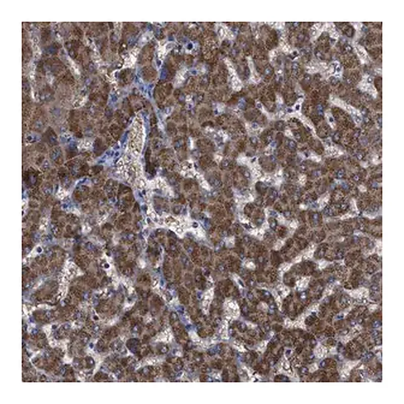 Merck Anti-GPR179 antibody produced in rabbit