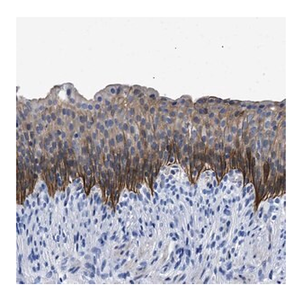 Merck Anti-TMEM68 antibody produced in rabbit