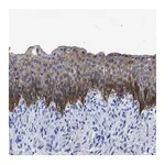 Merck Anti-TMEM68 antibody produced in rabbit