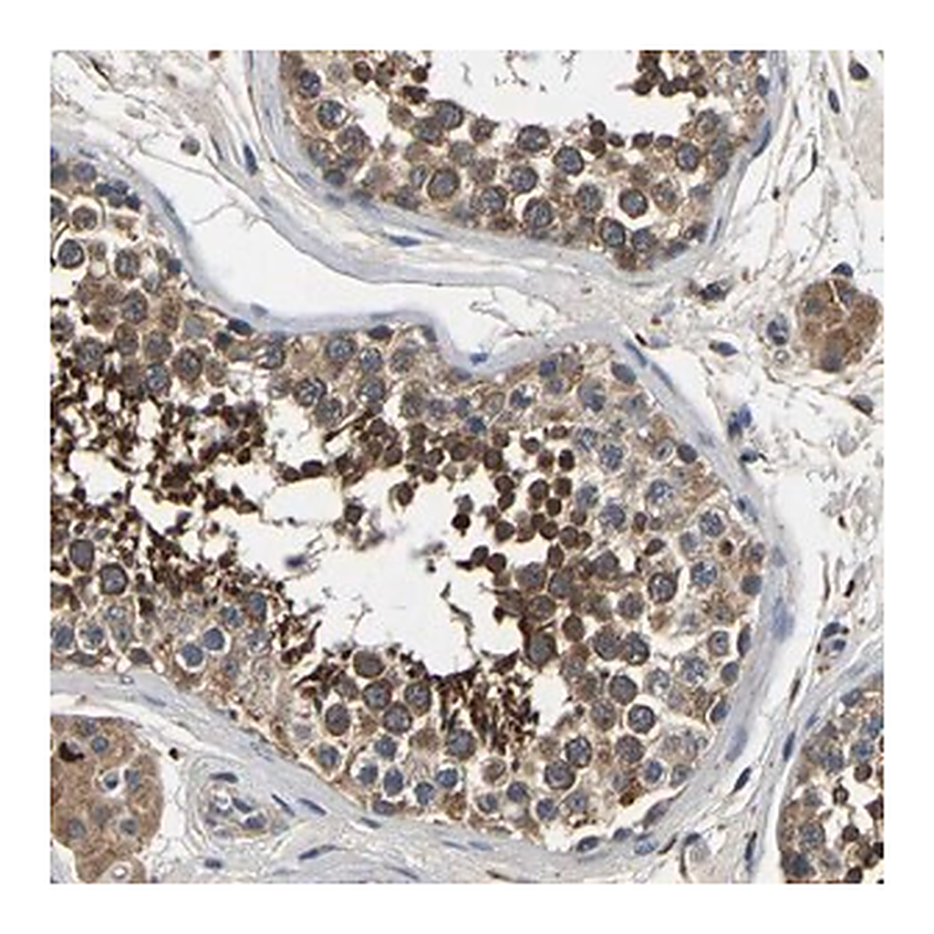 Merck Anti-SMPD2 antibody produced in rabbit