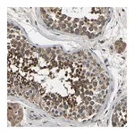 Merck Anti-SMPD2 antibody produced in rabbit