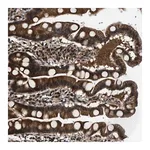 Merck Anti-COPS2 antibody produced in rabbit