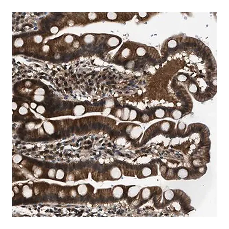Merck Anti-COPS2 antibody produced in rabbit