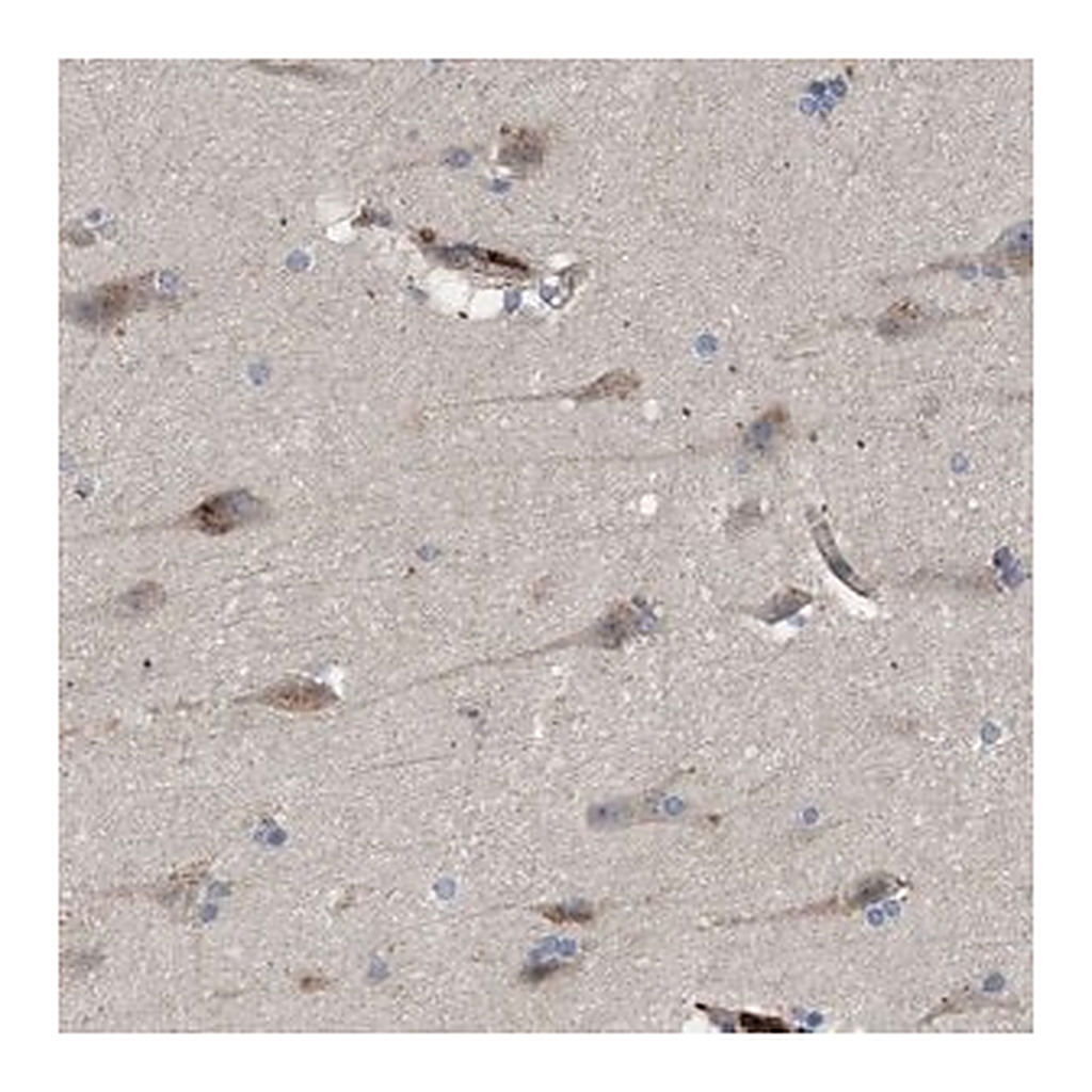 Merck Anti-ARHGEF4 antibody produced in rabbit