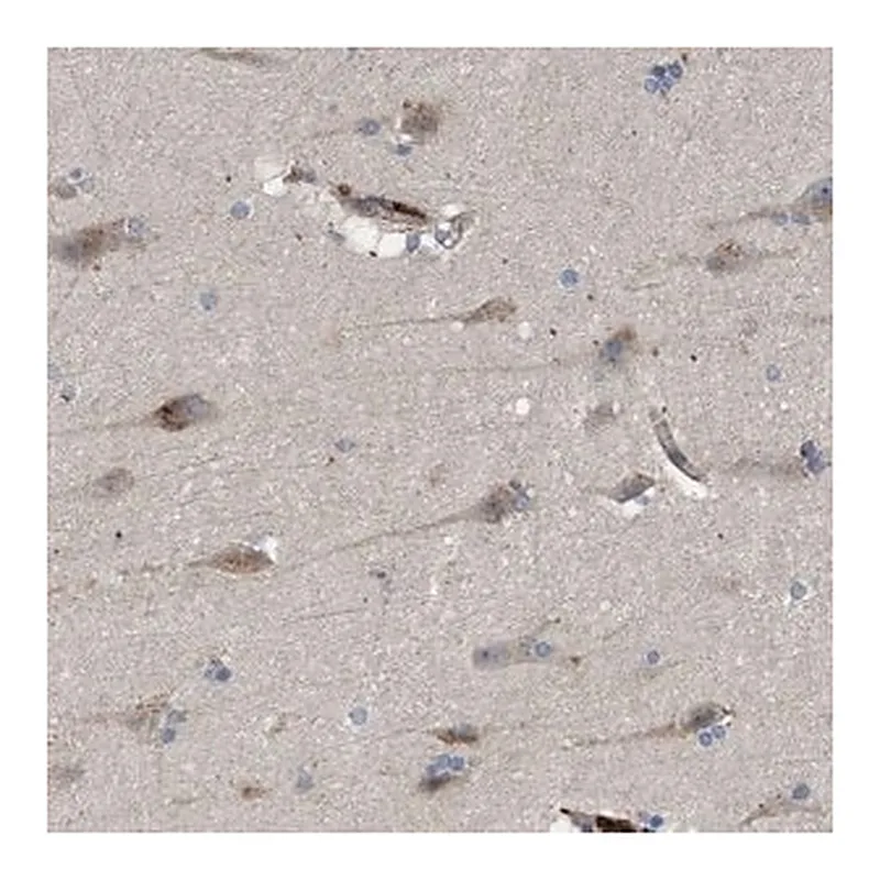 Merck Anti-ARHGEF4 antibody produced in rabbit