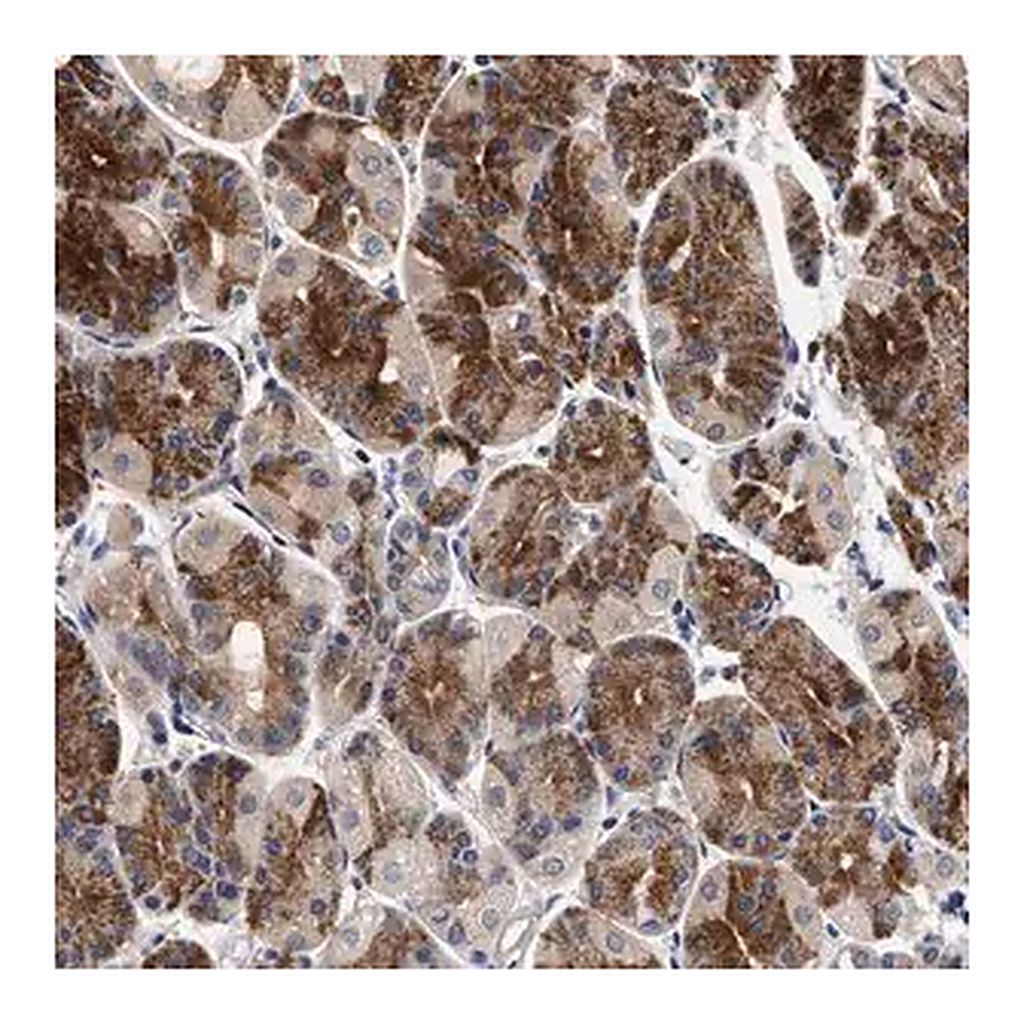 Merck Anti-NEK7 antibody produced in rabbit