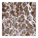 Merck Anti-NEK7 antibody produced in rabbit