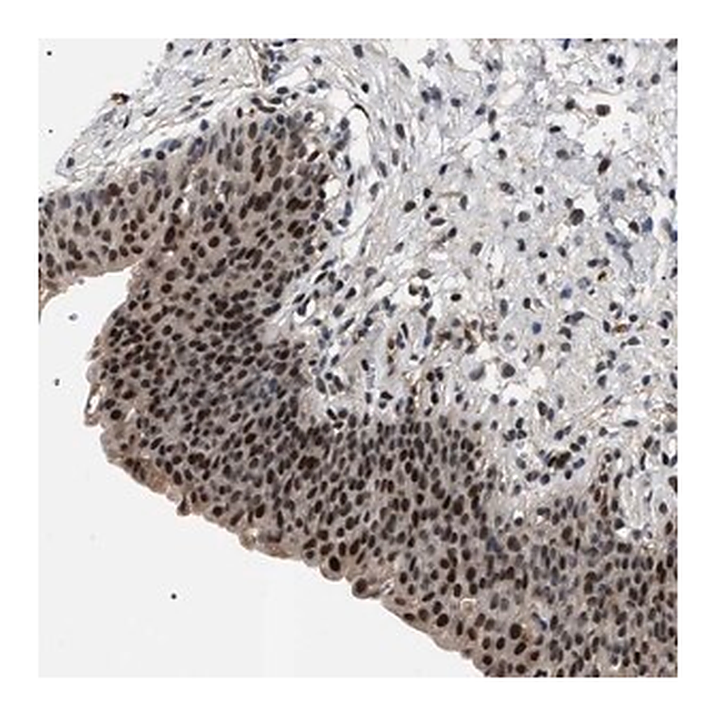 Merck Anti-C7orf25 antibody produced in rabbit